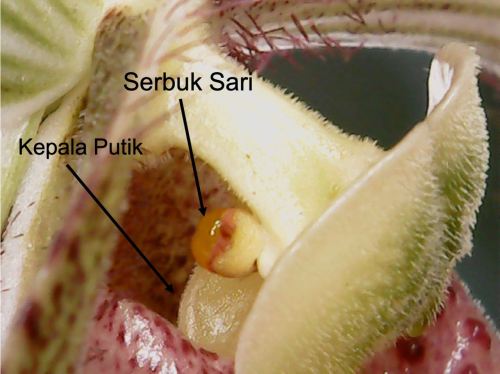 bagian bunga anggrek kantong