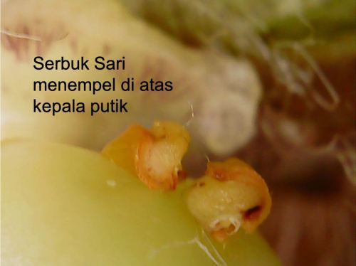 bagian bunga anggrek kantong