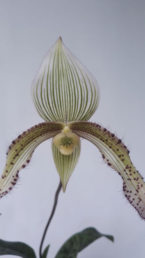 Paphiopedillum superbiens 