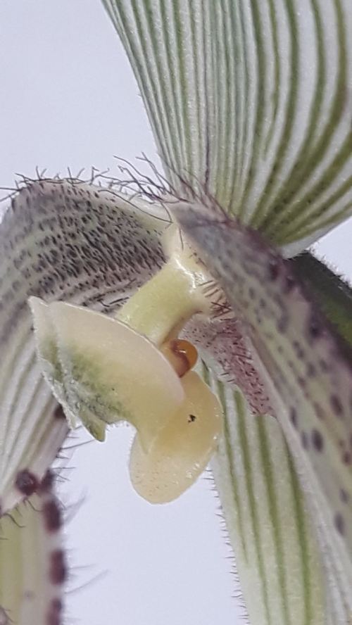 Paphiopedillum superbiens 