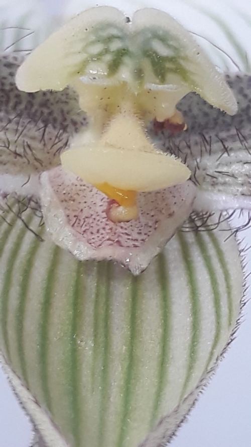 Paphiopedillum superbiens 