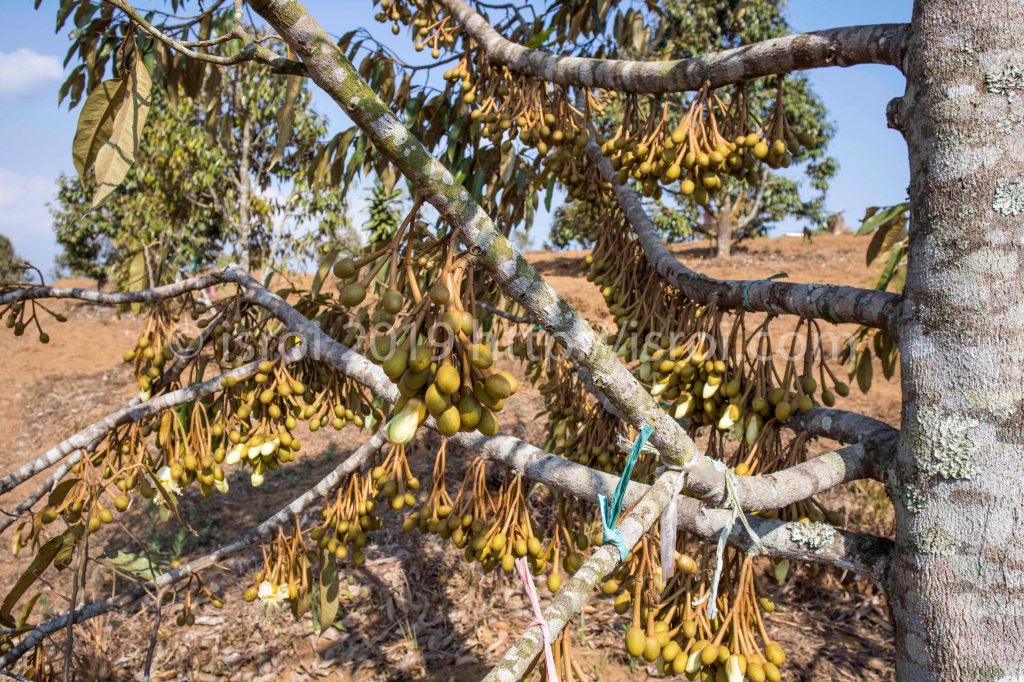 Pohon durian penuh dengan bunga