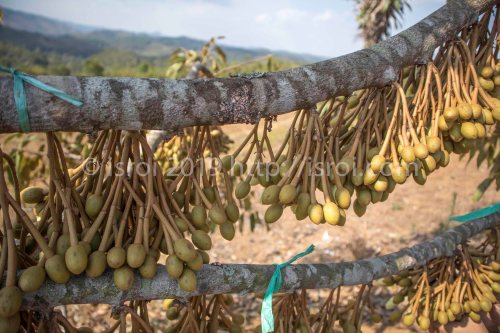 pohon durian penuh bunga