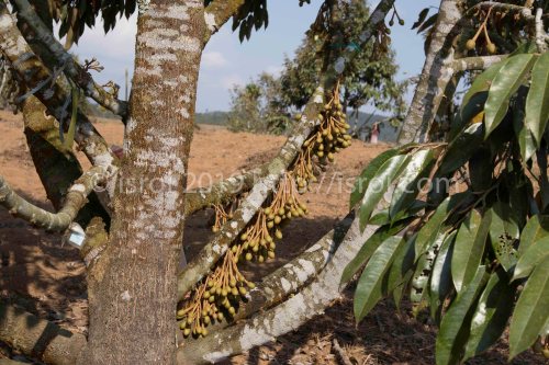 booster bunga durian