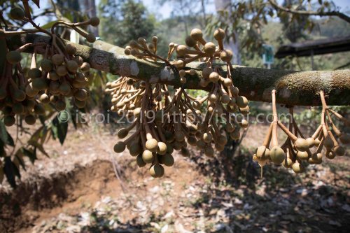 Pohon durian yang berhasil dibooster dengan bunga yang sangat banyak
