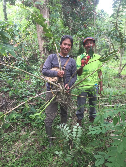 anggrek besi sulawesi dendrobium speudoconanthum