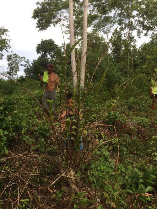 anggrek besi sulawesi dendrobium speudoconanthum