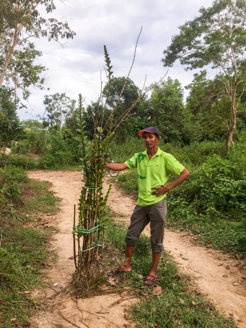 anggrek besi sulawesi dendrobium speudoconanthum