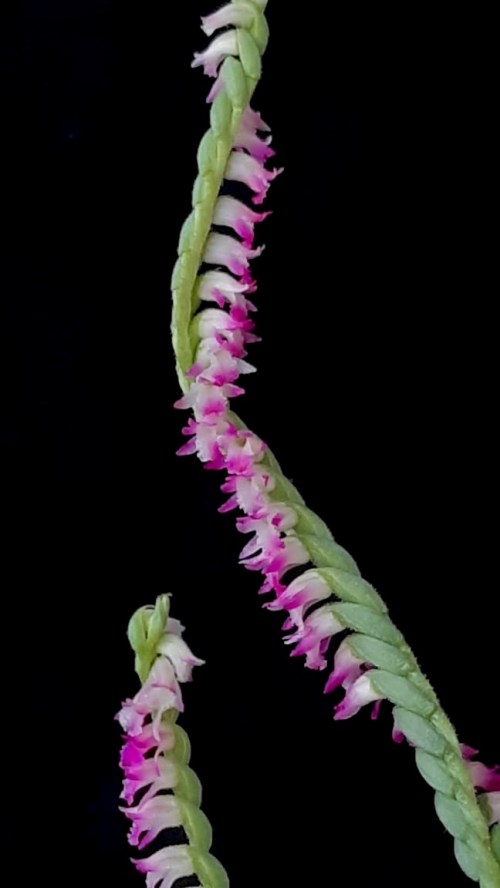 orchids Spiranthes sinensis