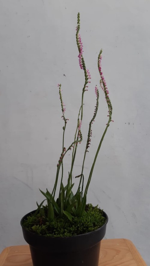 orchids Spiranthes sinensis